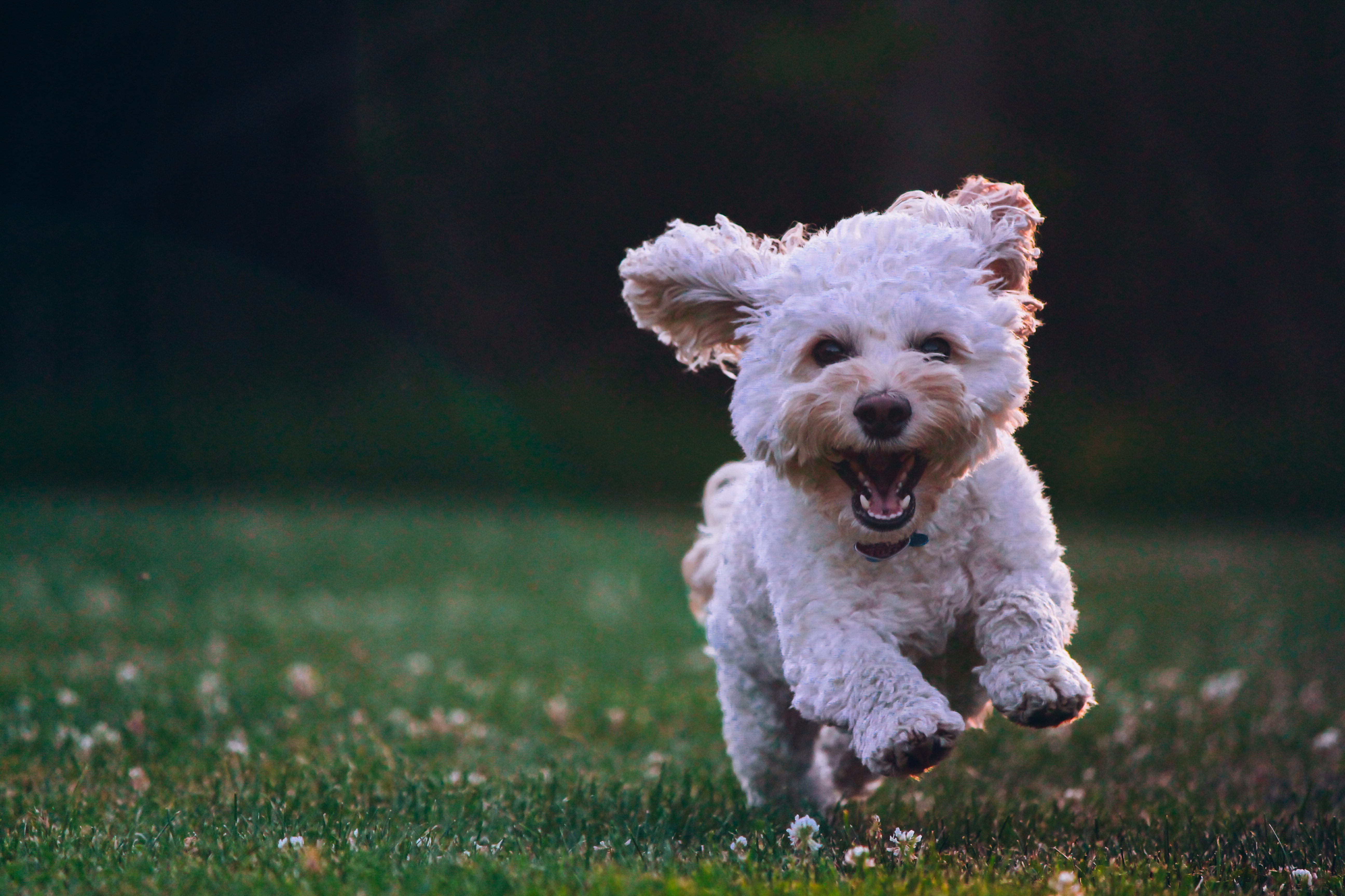 Joe Caione Qo Pif84vxg Unsplash