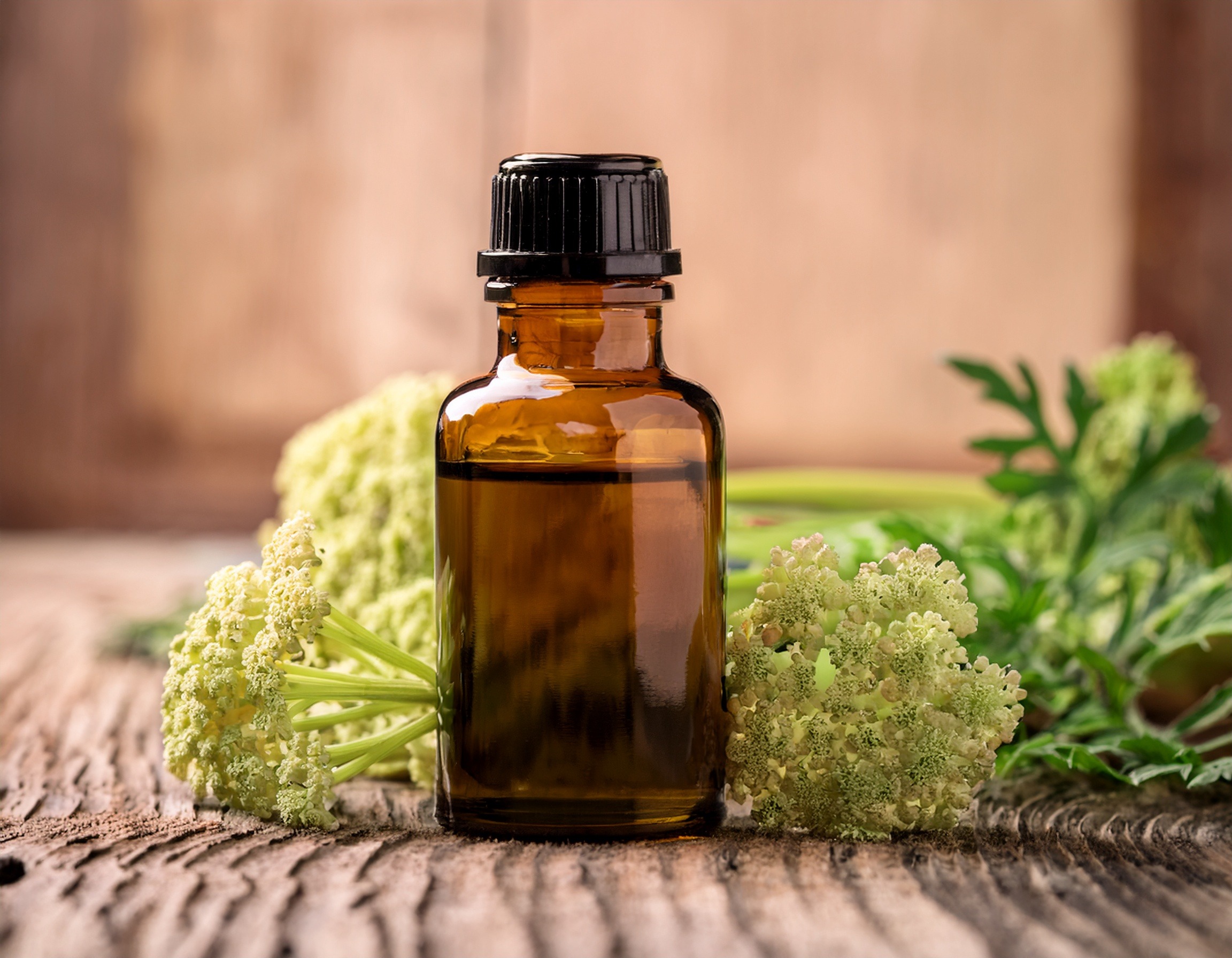 Firefly Generate An Image Of Angelica Essential Oil 507592