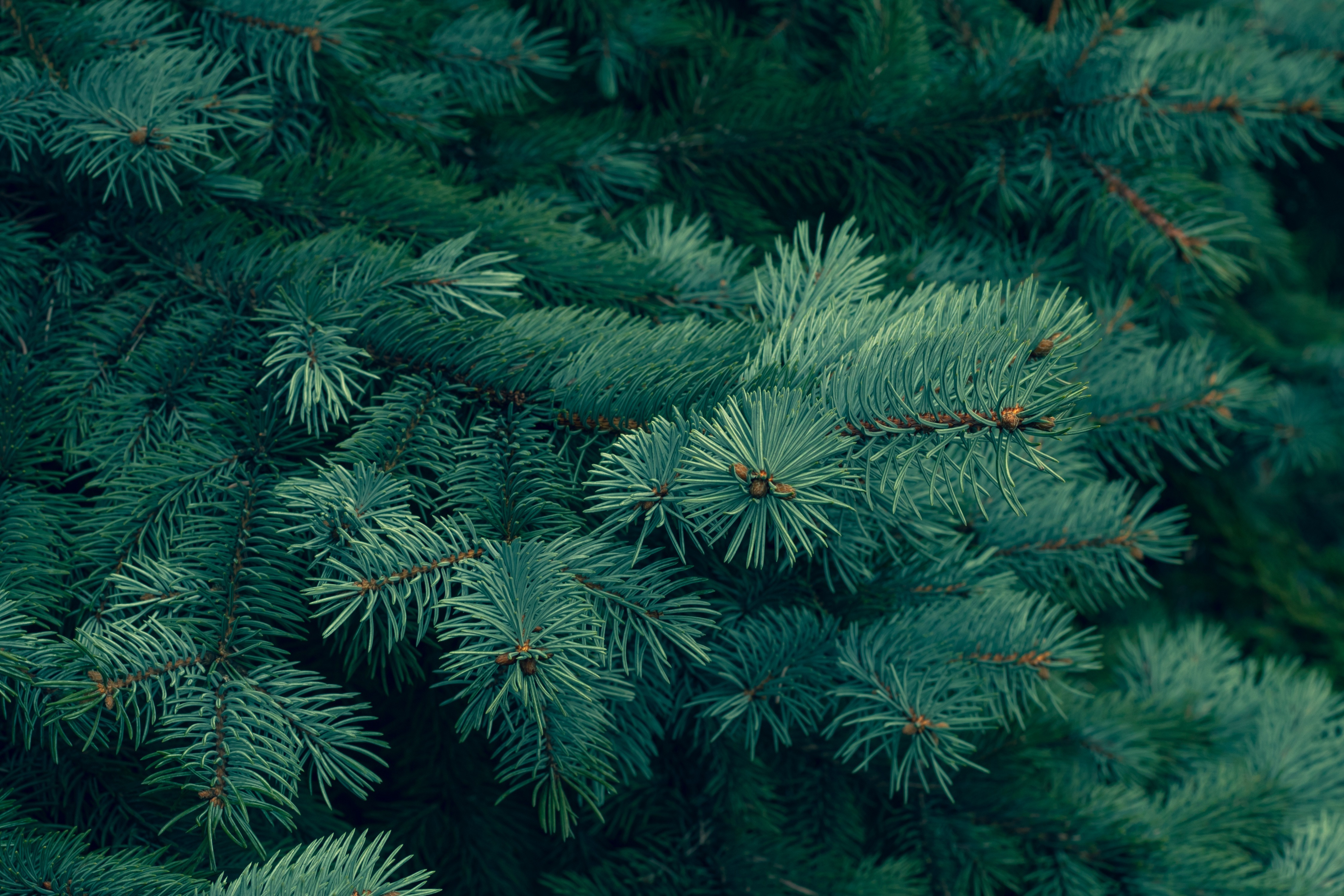 Benefits of Spruce Essential Oil for Health AdobeStock 254495732