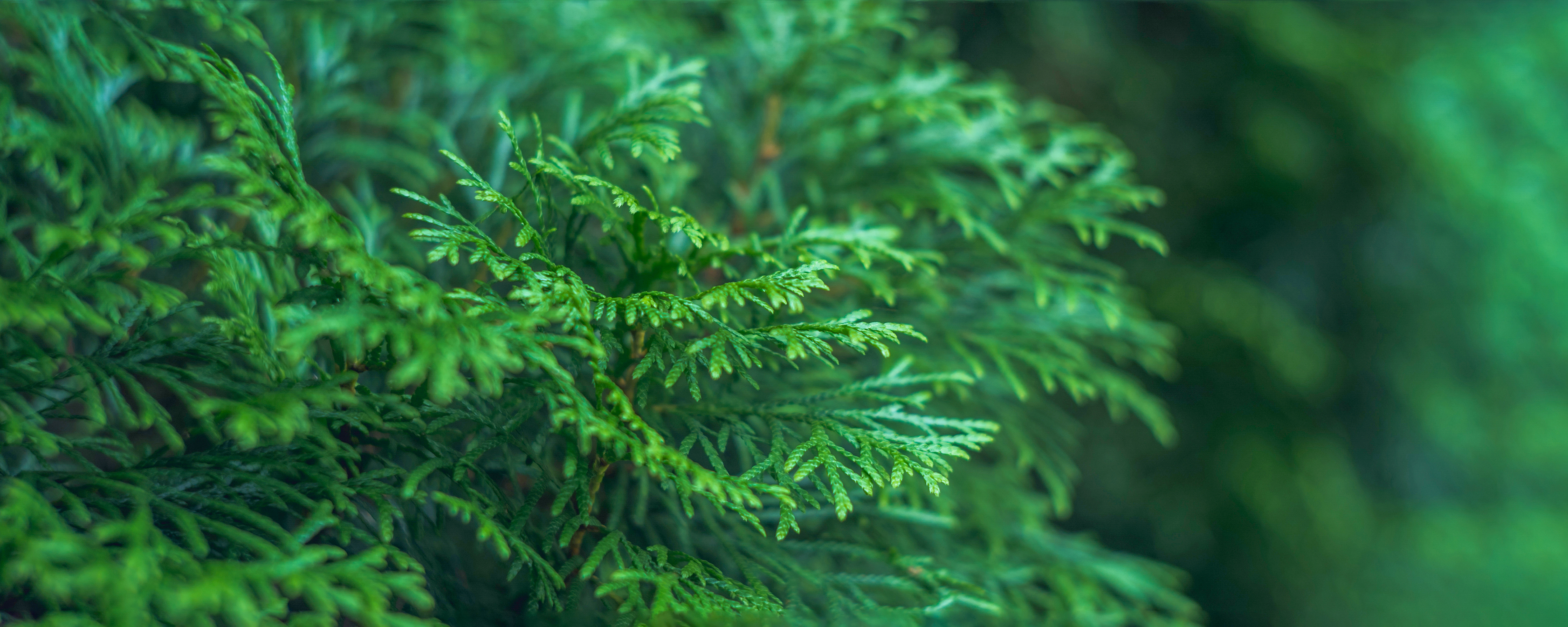 Cypress Essential Oil for Healthy Breathing Secrets