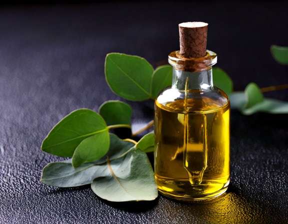 Benefits of Eucalyptus Essential Oil for Pain Relief