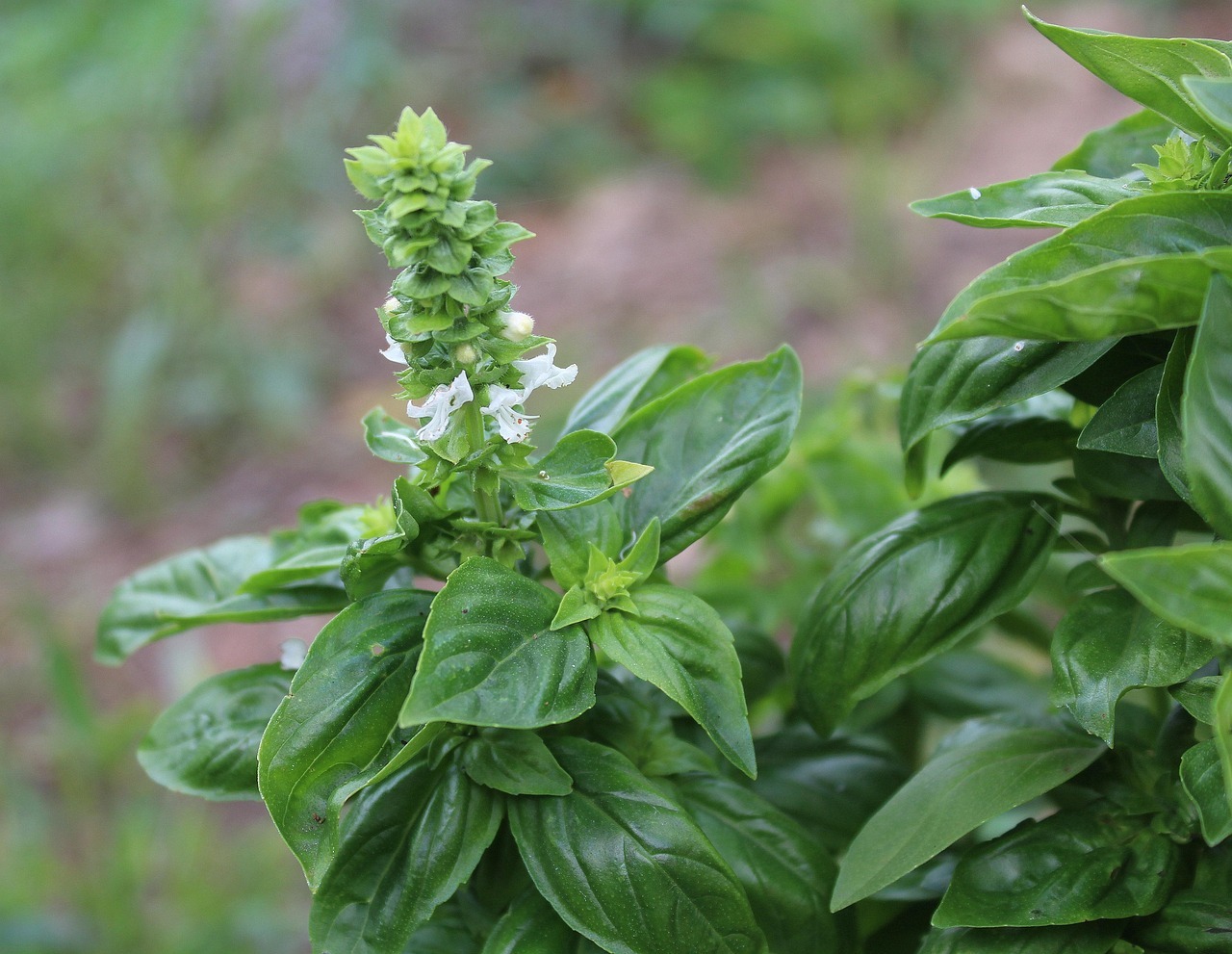 Basil Total 2759319 1280