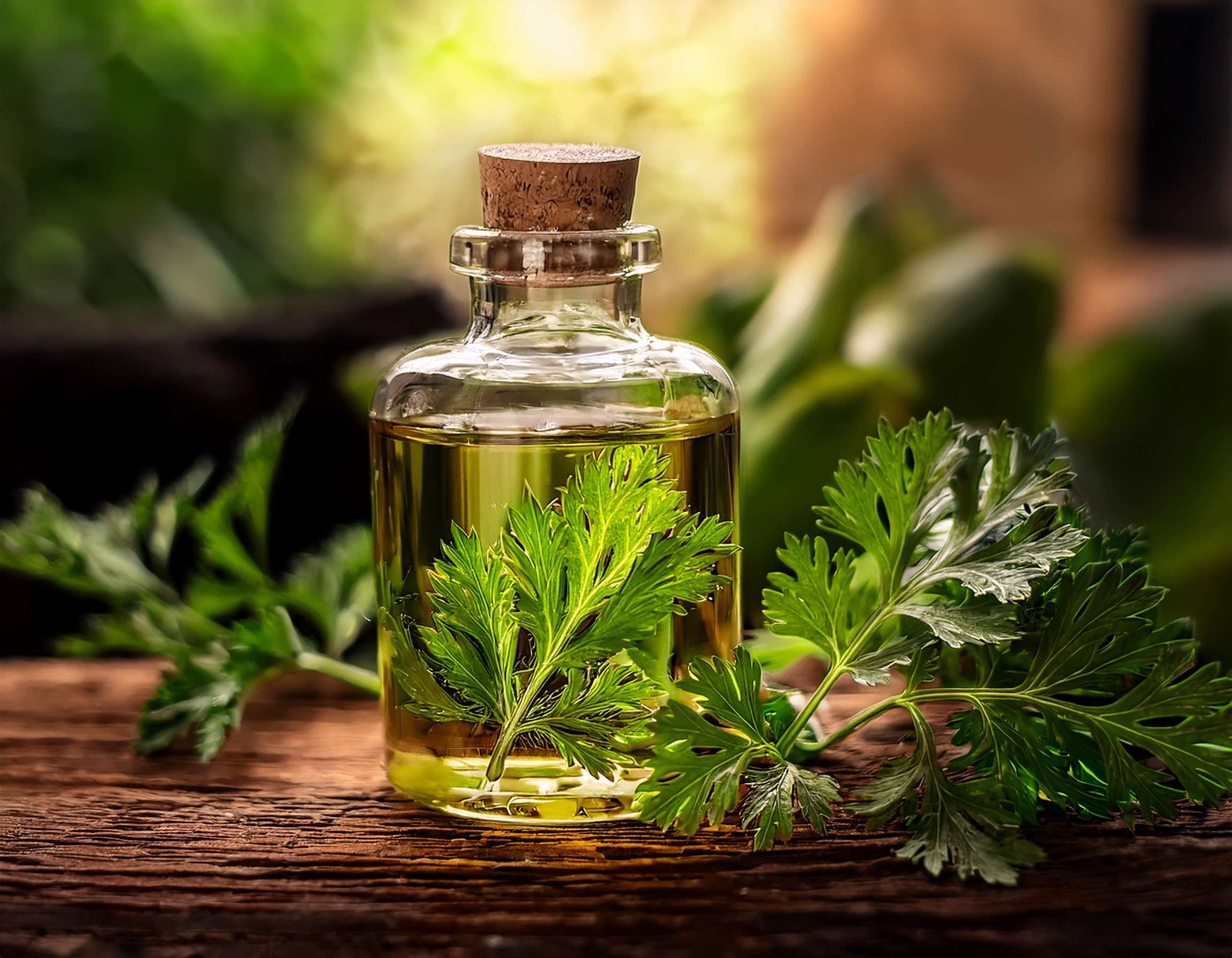 Top Essential Oils for Bronchitis Relief Firefly Generate An Image Of Citronella Essential Oil Aromatherapy Spa And Wellness Concept 275527