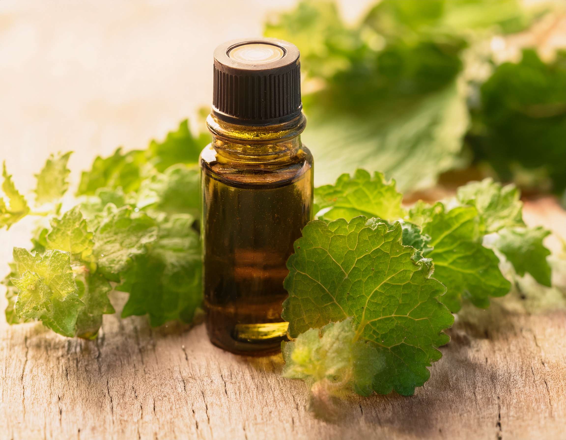 Firefly Generate An Image Of Patchouli Essential Oil Aromatherapy Concept 621190