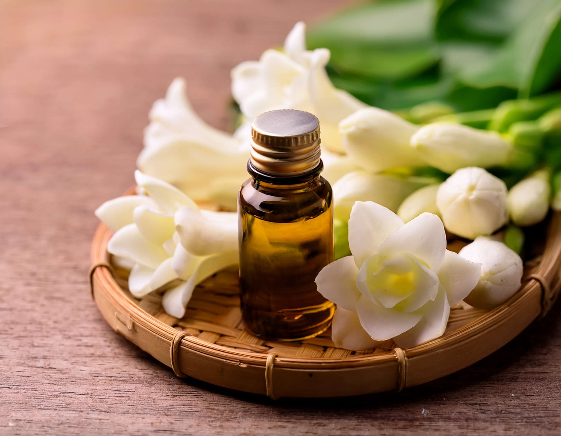 Top Benefits of White Angelica Essential Oil