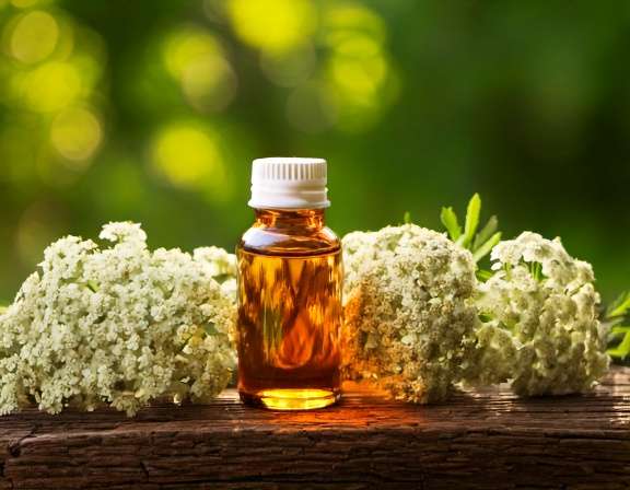 Discover Yarrow Essential Oil Benefits for Wellness Firefly Generate An Image Of Yarrow Essential Oil Aromatherapy Concept 942486