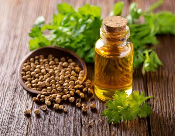 Firefly Create An Image Of Coriander Essential Oil Aromatherapy Concept 546375