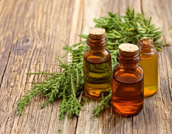 Cypress Essential Oil: The Key to Natural Healing Firefly Create An Image Of Cypress Essential Aromatherapy Concenpt 109256