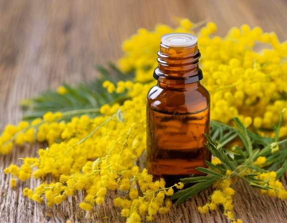 Firefly Create An Image Of Mimosa Essential Oil In Glass Bottle Natural Cosmetic 479807