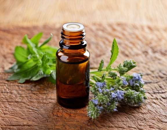 Firefly Create An Image Of Niaouli Essential Oil Aromatherapy Concept 727429