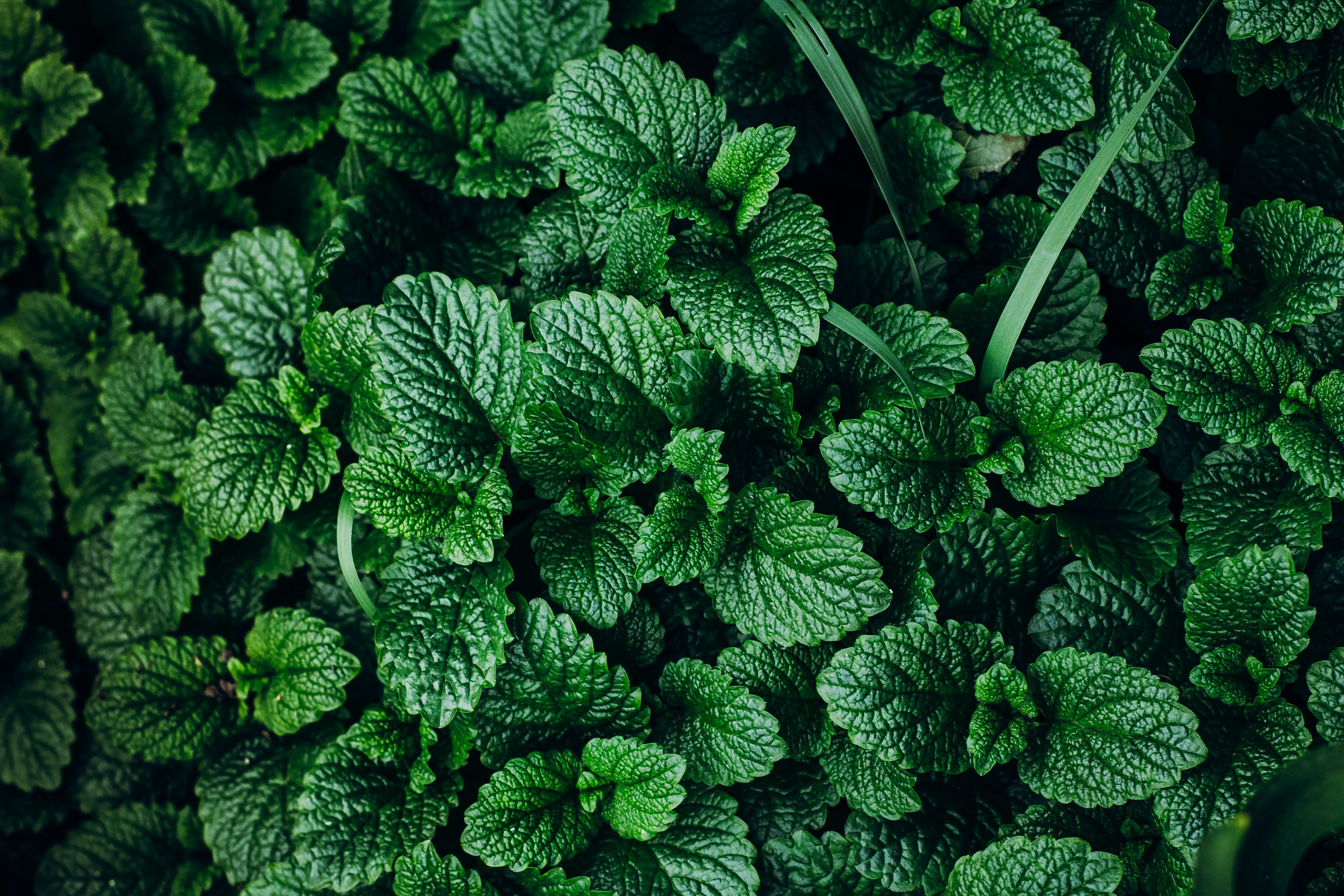 Spearmint Essential Oil: Natural Relief for Digestion and Anxiety AdobeStock 141707520