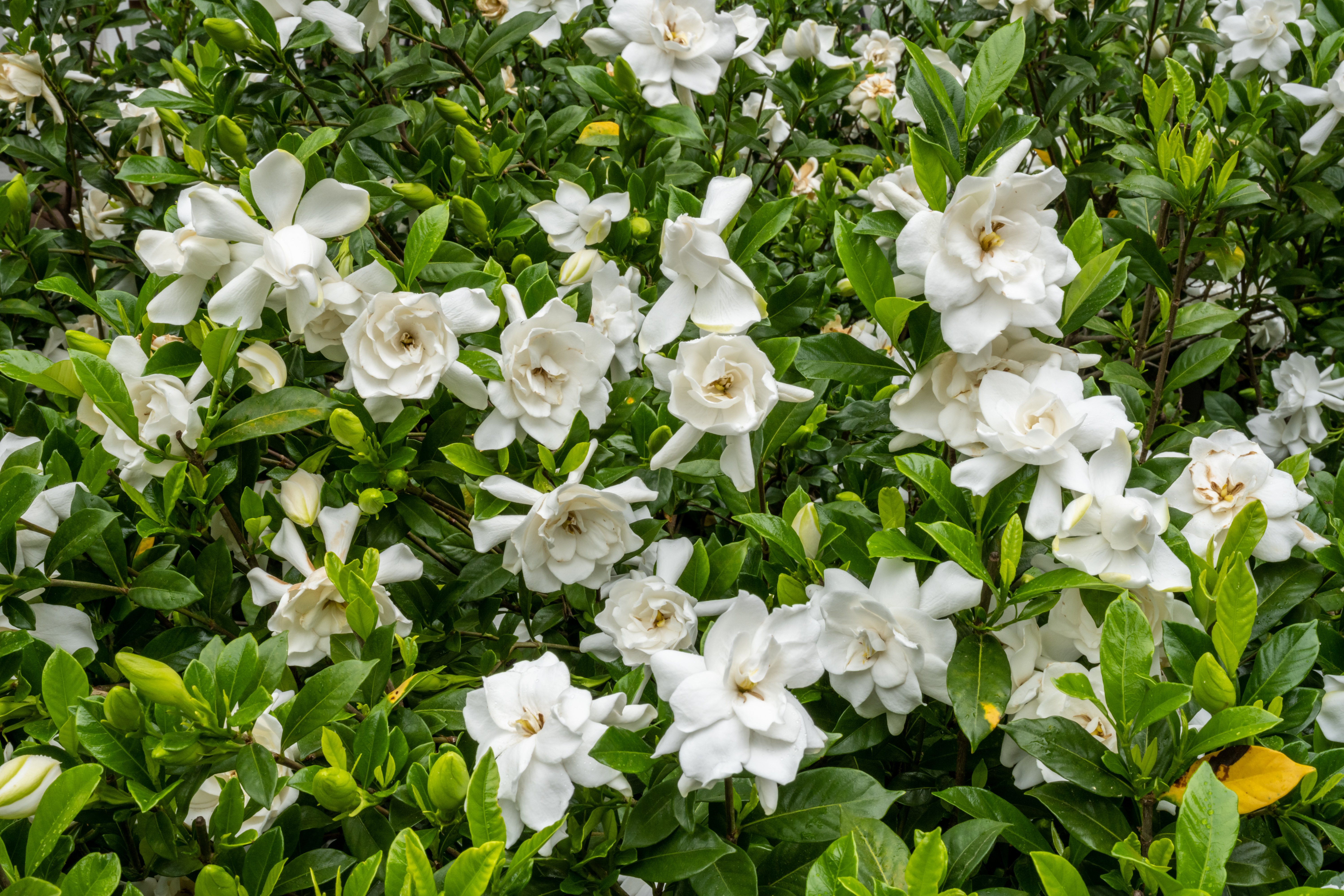 AdobeStock 528034334