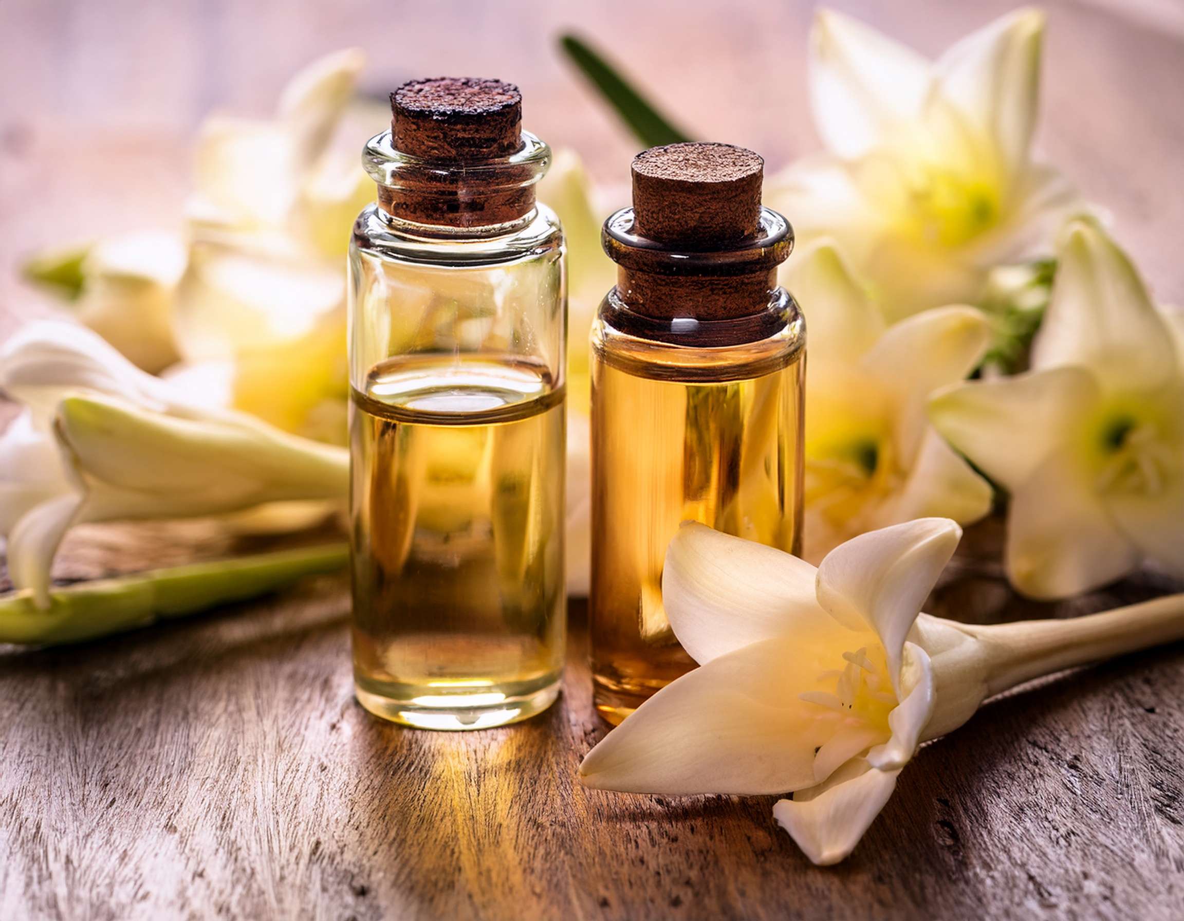 firefly generate an image of tuberose essential oil; aromatherapy and alternative health care 827342