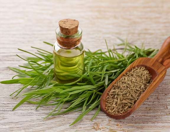 Firefly Generate An Image Of Vetiver Essential Oil With Pure Wild Herbs Plant 120704