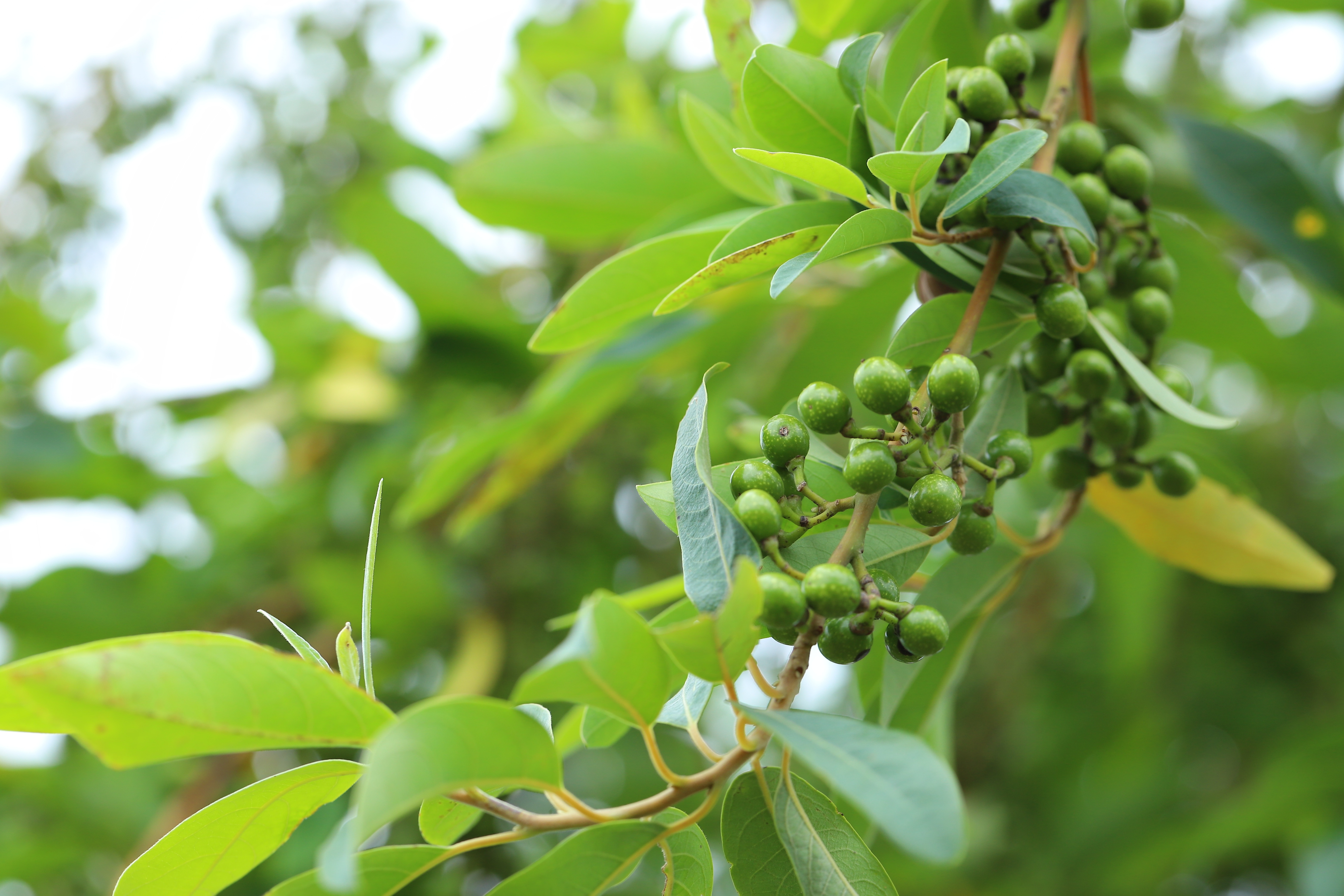 Benefits of May Chang Essential Oil for Mood and Skin AdobeStock 364281632