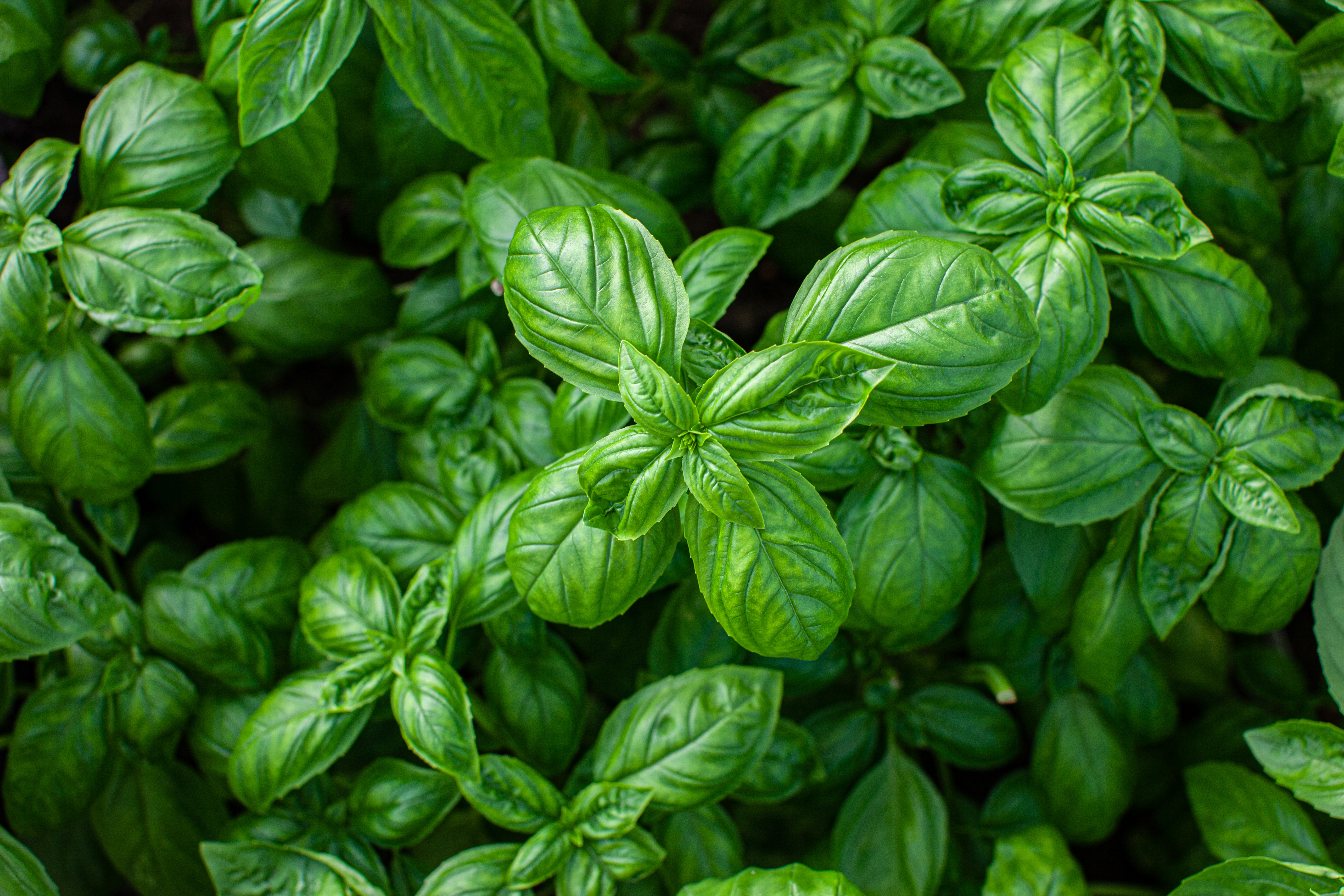Basil Essential Oil: A Natural Solution for Scalp Health AdobeStock 370344312