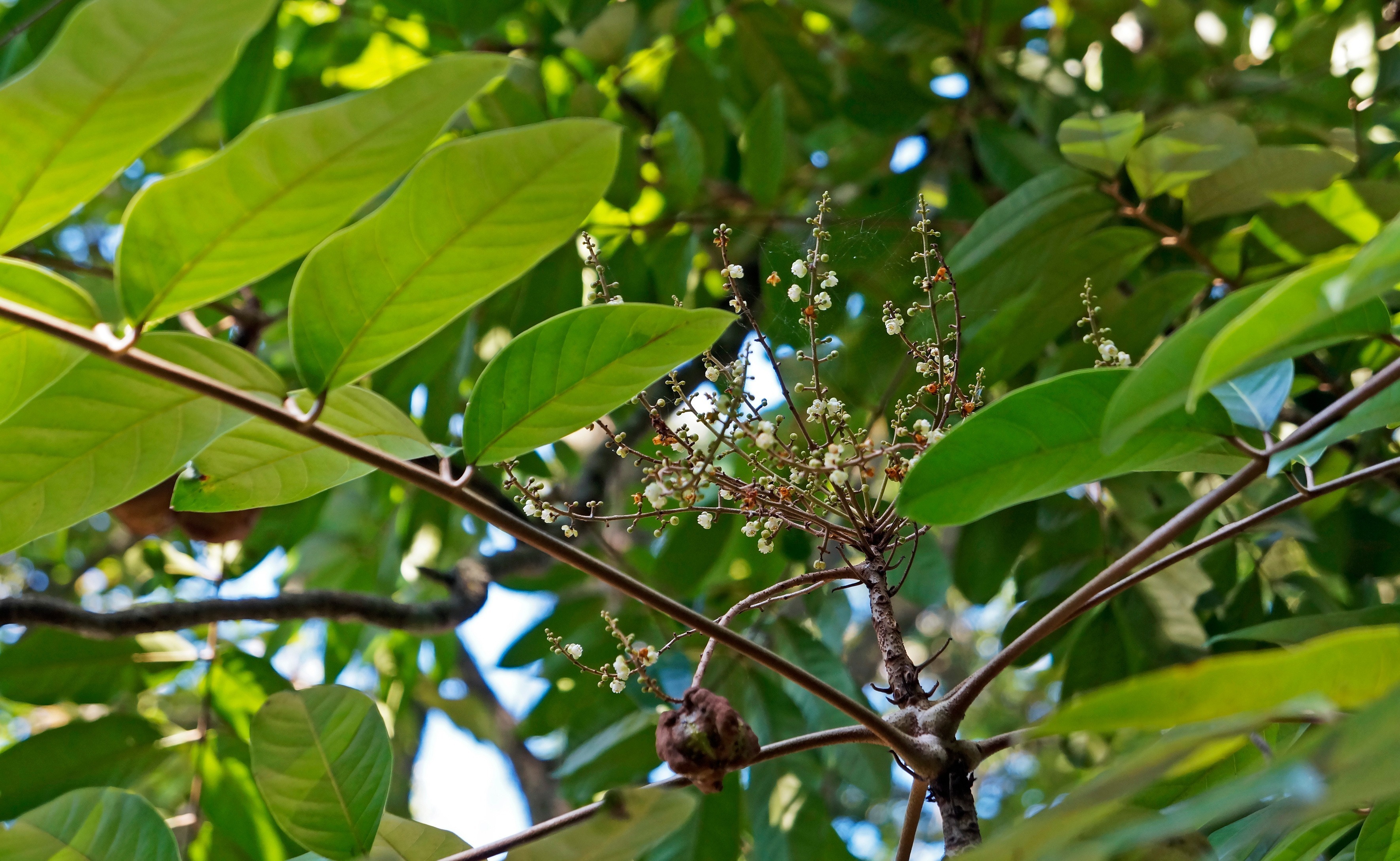 Copaiba Oil: A Gentle Approach to Wellness AdobeStock 387210165 2