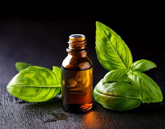 Discover the Benefits of Basil Essential Oil