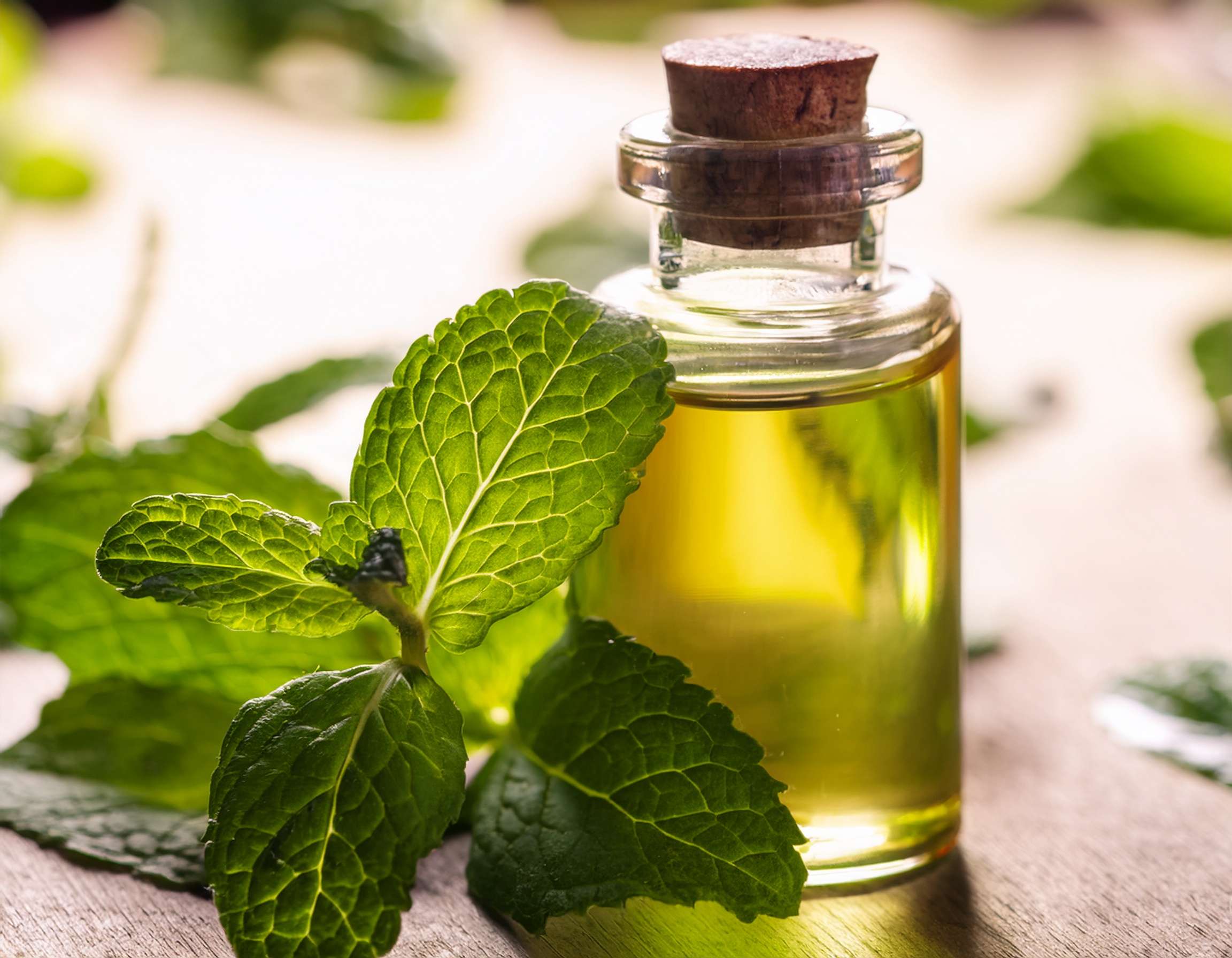 firefly generate an image of peppermint essential oil; aromatherapy and alternative health ca 207768