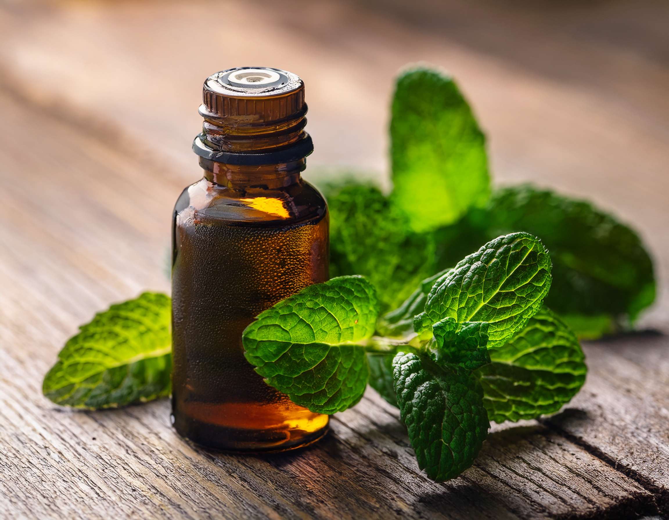firefly generate an image of peppermint essential oil; aromatherapy and alternative health ca 834114