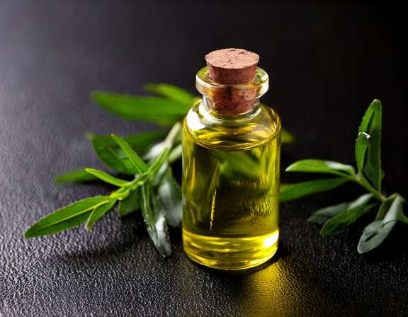 Tea Tree Essential Oil: Uses and Safety Tips