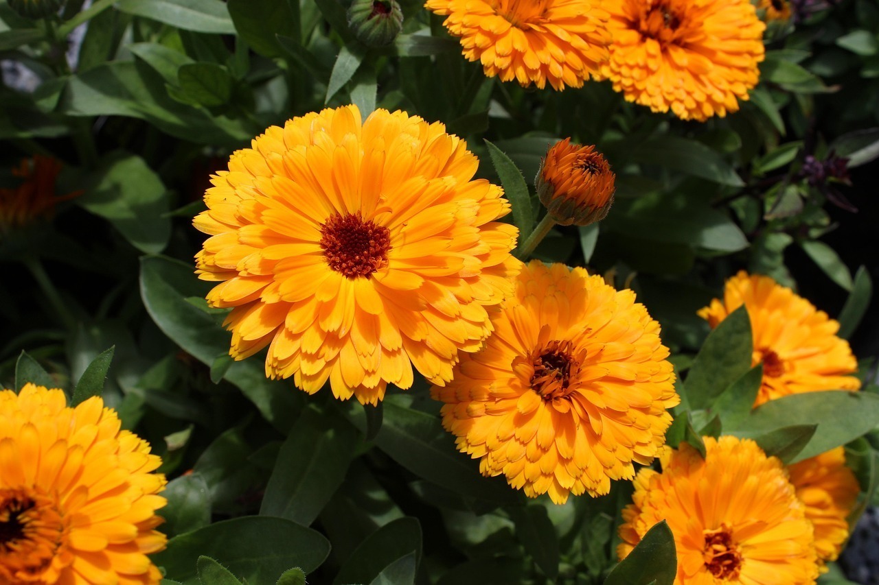Calendula 3448949 1280
