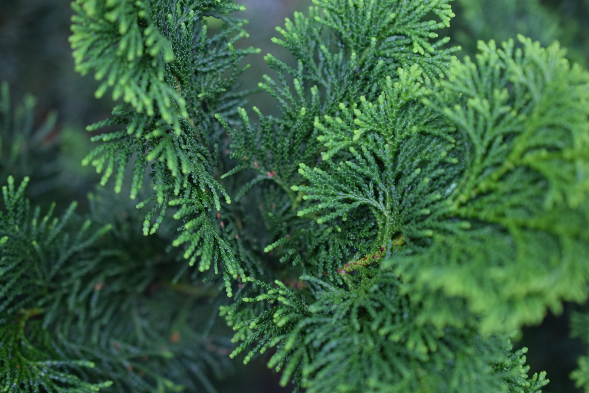 Evergreen 5337279 1920