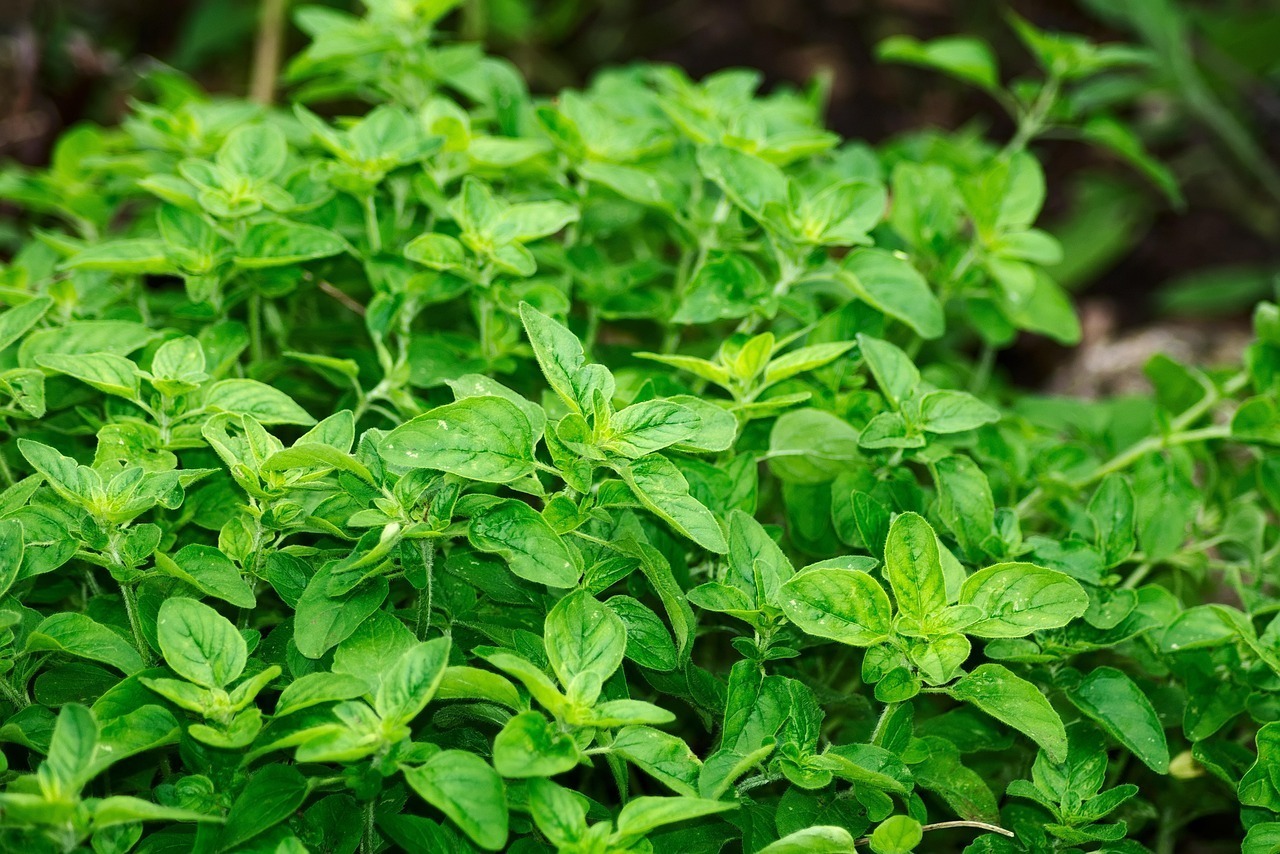 Discover Oregano Essential Oil Benefits for Wellness Oregano 2662890 1280