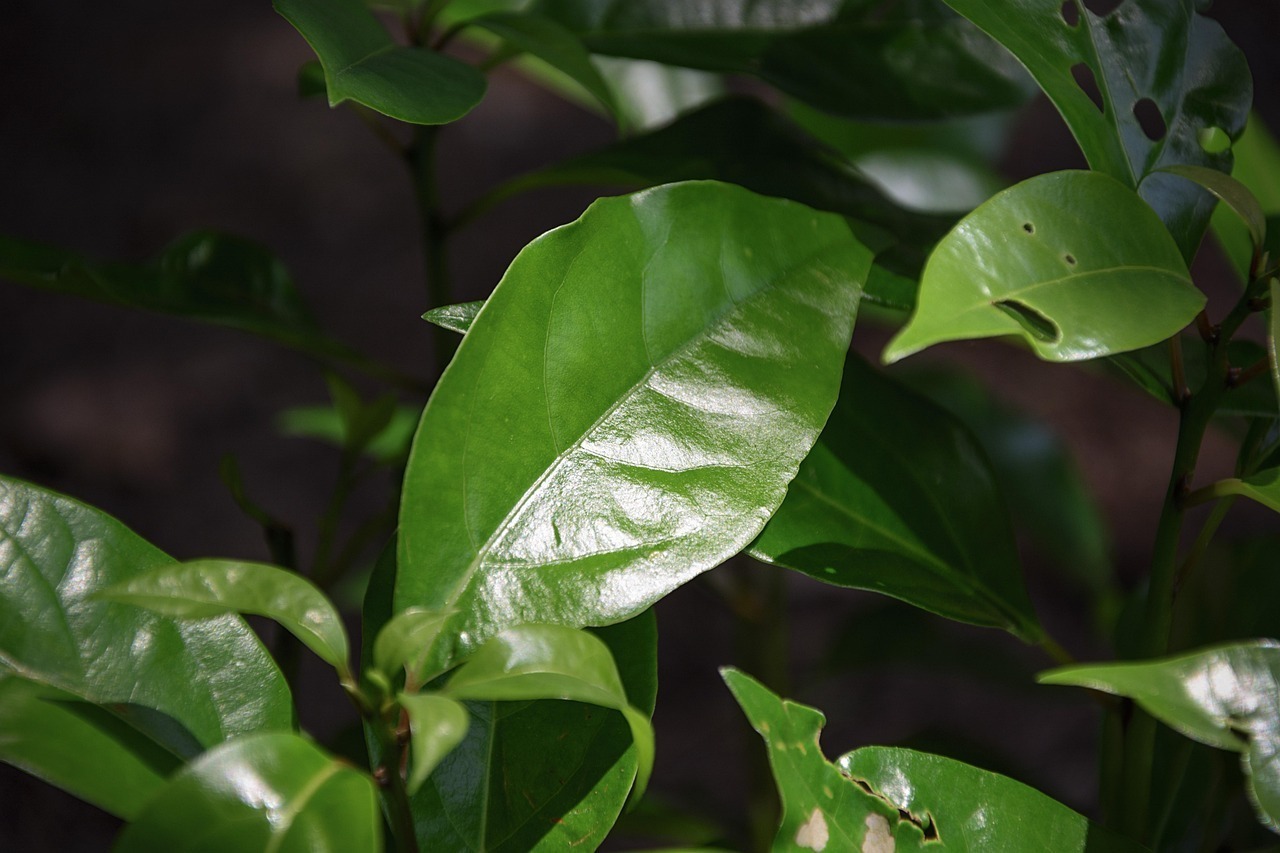 Camphor Tree 931075 1280