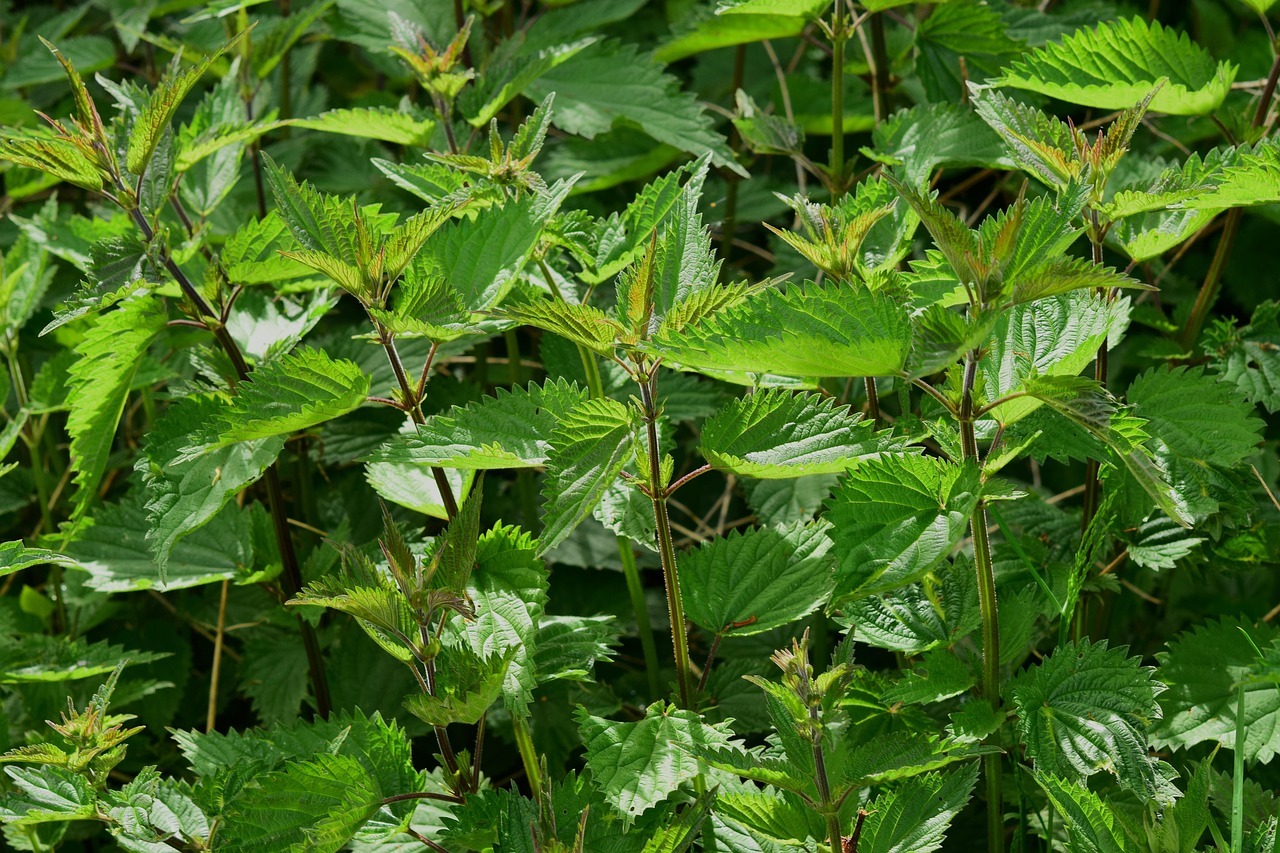 Nettle 785292 1280