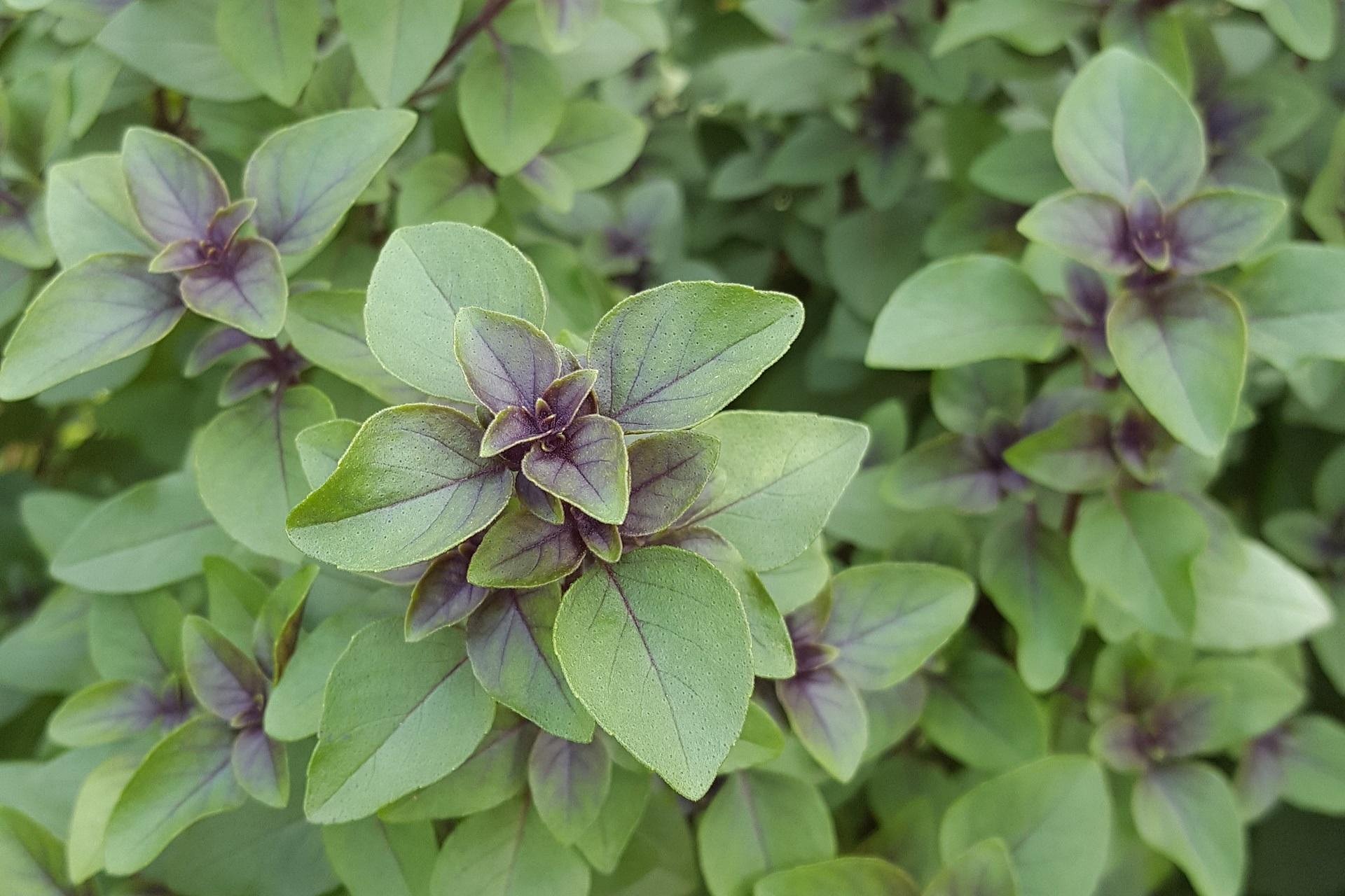 Tulsi 1539181 1920