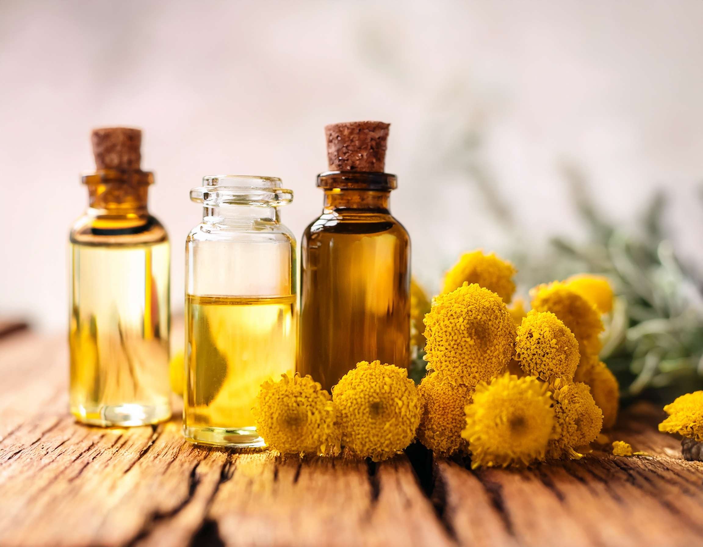 Natural Oils to Combat Dry Skin Issues Firefly Create An Image Of Helichrysum Essential Oils And Perfumes Aromatherapy Herbal Medi 211115