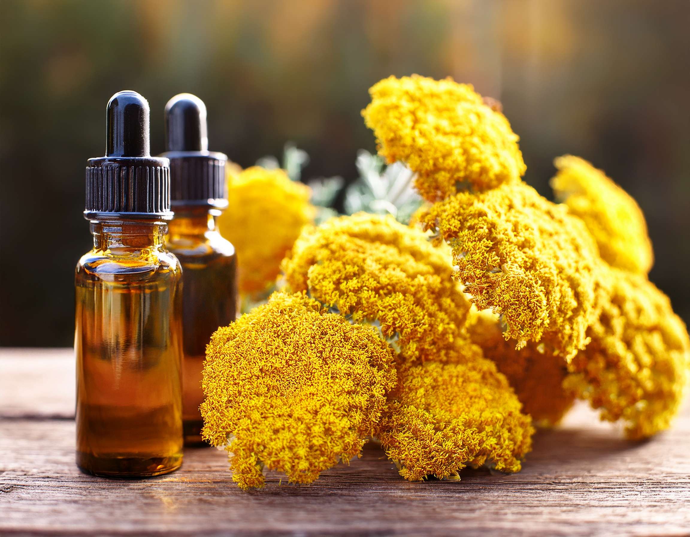 Helichrysum Essential Oil for Skin Care, Plus Dilution Tips Firefly Create An Image Of Helichrysum Essential Oils And Perfumes Aromatherapy Herbal Medi 888862 1