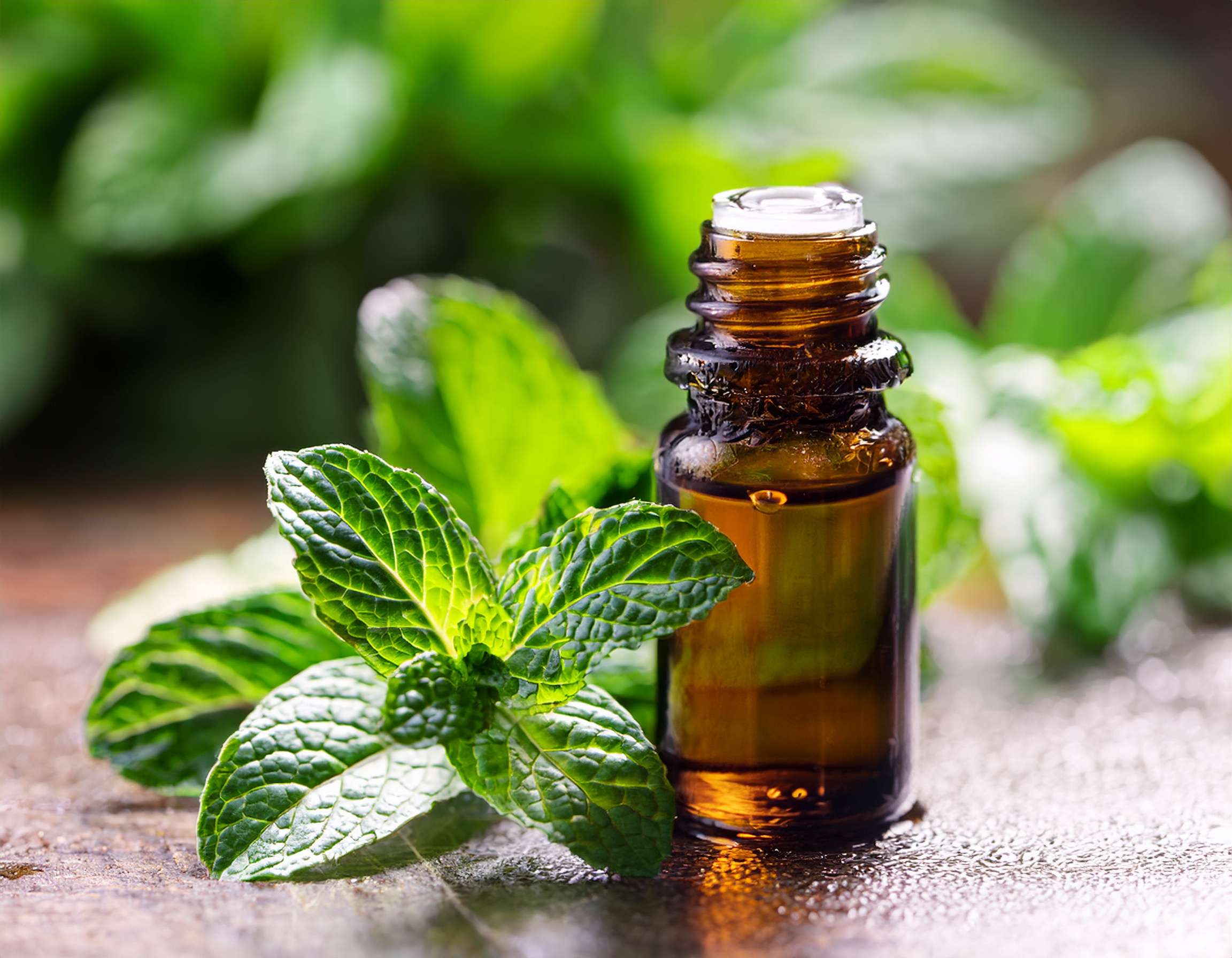 Firefly Create An Image Of Peppermint Essential Oil Aromatherapy Herbal Medicine Spa Beau 888862 1
