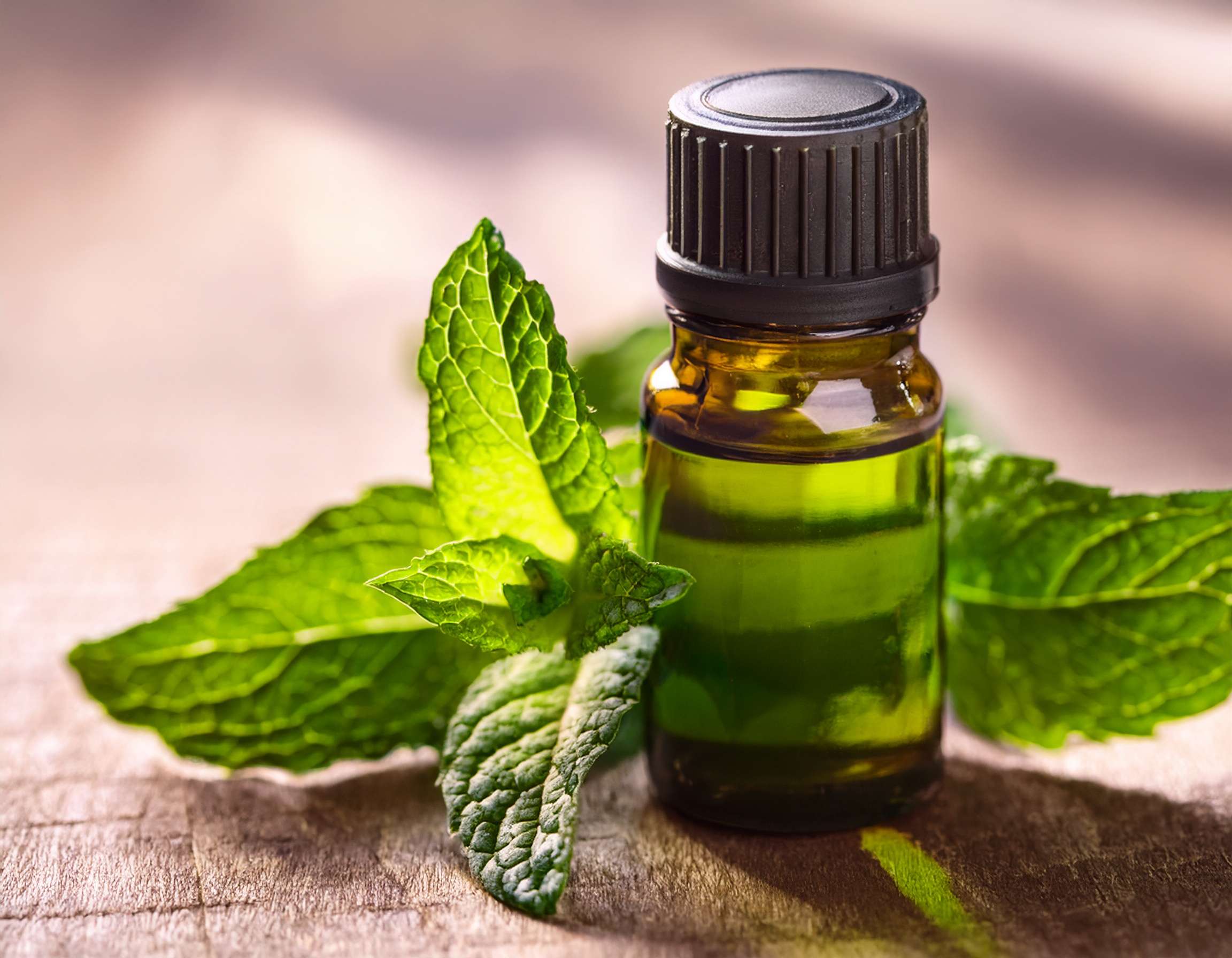 Top 8 Essential Oils for Nausea Relief Firefly Create An Image Of Peppermint Essential Oil With Green Leaves Aromatherapy Concept 947574
