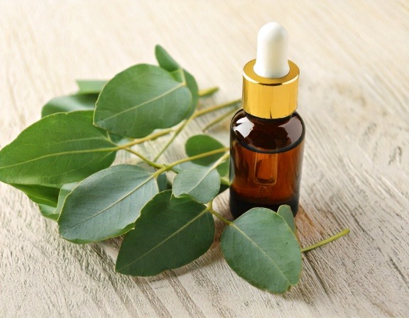 Benefits of Eucalyptus Essential Oil for Pain Relief Firefly Generate An Image Of Eucalyptus Essential Oil 777555