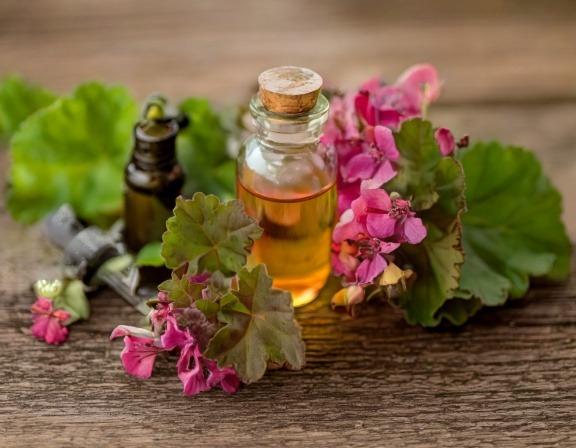 How to Use Geranium Essential Oil for Wellness Firefly Generate An Image Of Fgeranium Essential Oil 802031