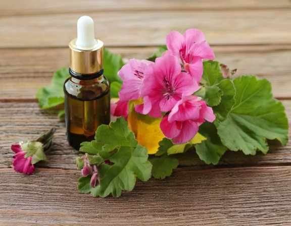 Firefly Generate An Image Of Geranium Essential Oil 802031