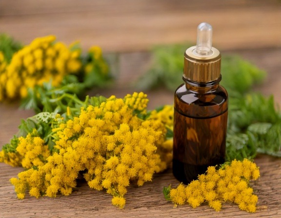 Firefly Generate An Image Of Helichrysum Essential Oil 802031