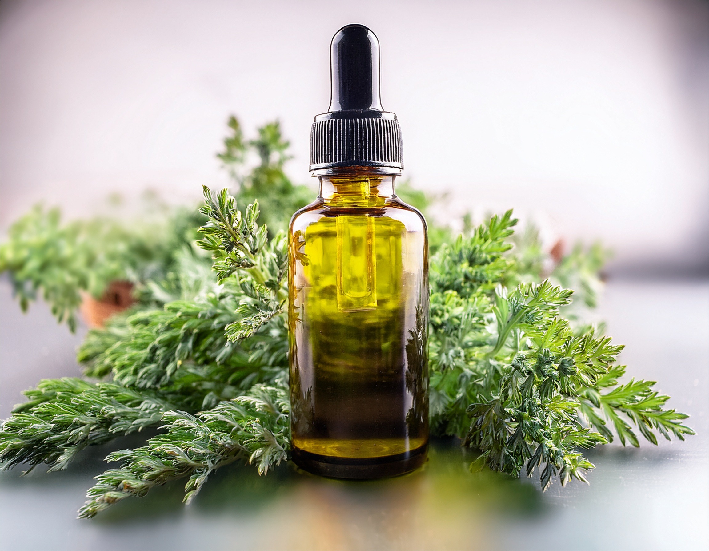 Firefly Generate An Image Of Wormwood Essential Oil 911155