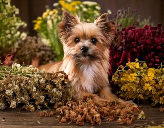 firefly generate an image of dried herbs and a small dog; the concept is ancient medicine, pe 942486