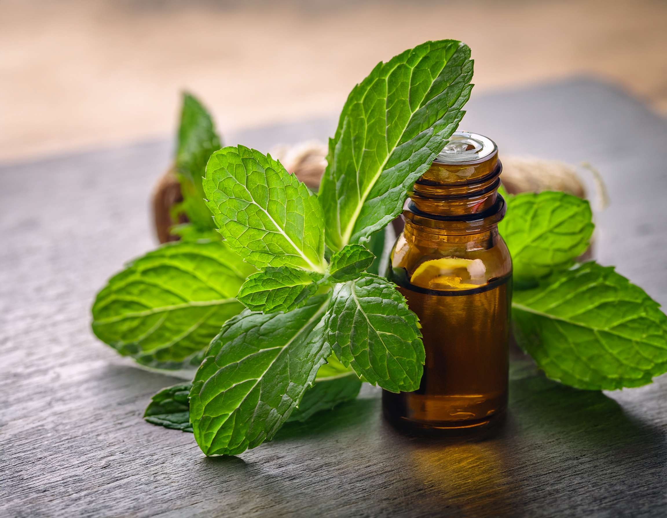 firefly generate an image of peppermint essential; aromatherapy concept and calming plant wit 954113