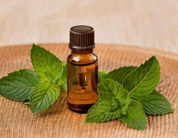 firefly generate an image of peppermint essential oil ; aromatherapy concept, cozy home and t 874529