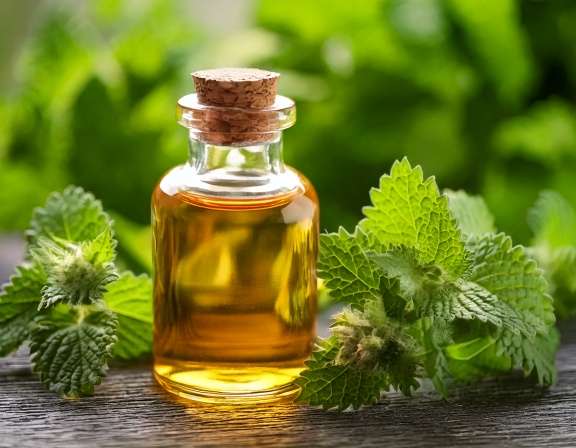 Catnip Essential Oil vs. Catnip Tea: When Each One Fits