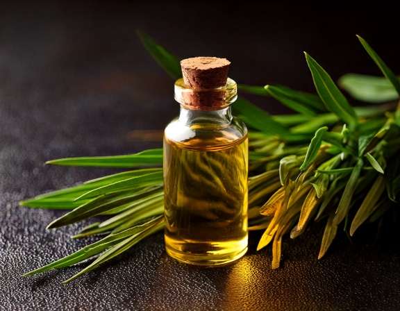 Vetiver Essential Oil Diffuser Blends Calm Evenings