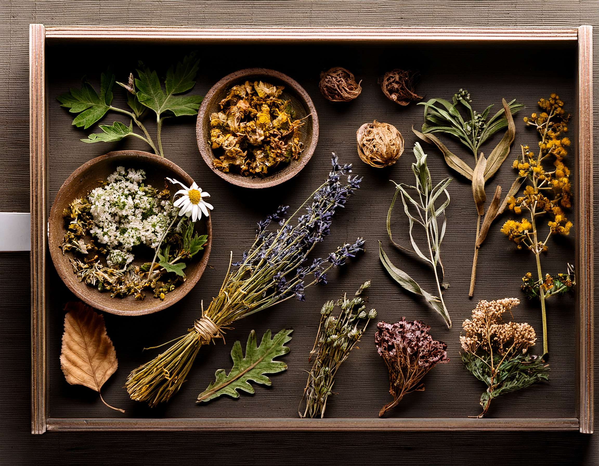 Eyebright Herb: A Beginner’s Guide to Eye Wellness
