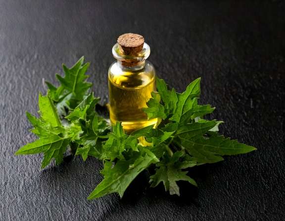 Galbanum Essential Oil: Scent and Safe Home Uses