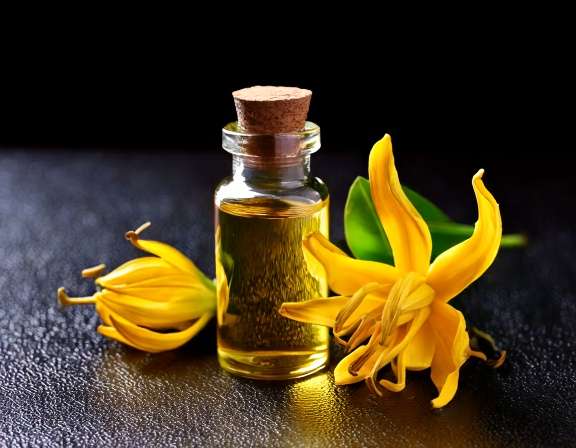 Ylang Ylang Essential Oil for Stress Relief Before Bed